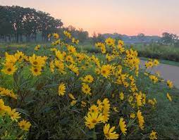 The major techniques of prairie maintenance and preservation are drought, fire, and grazing (by bison, deer and other grazing animals). Middlefork Savanna Lake County Forest Preserves
