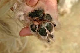 Trimming Shih Tzu Paw Pads Complete How To Manual Shih Tzu Grooming Paw Pads Dog Grooming