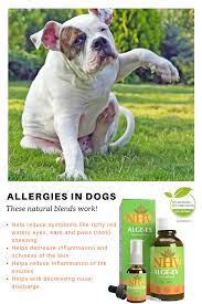 Natural Allergy Kit With Histamine Support Pet Allergies Dog Allergies Allergies
