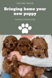 Everything You Need To Know When You Re Bringing Home A New Puppy Puppies Tips Goldendoodle Puppy Bringing Home Puppy
