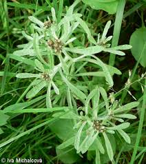 Image result for Gnaphalium unionis