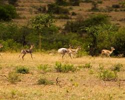 Jayamangali Blackbuck Reserve