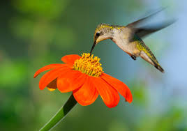 What potted flowers do hummingbirds like? 11 Frequently Asked Questions About Attracting Hummingbirds Birds And Blooms