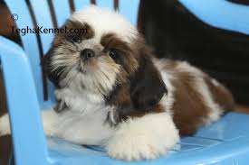 The average price of a havanese puppy is between $1,000 and $1,500. Havanese Puppies For Sale Puppies For Sale Dogs For Sale Dog Breeders Dog Kennel Kitten For Sale Cat For Sale