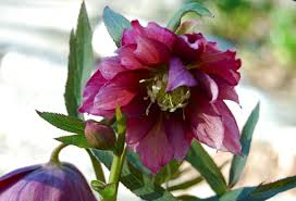 Your north carolina source for helleborus orientalis. Here Finally Come The Hellebores A Way To Garden