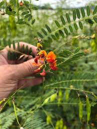Image result for Crotalaria onobrychis