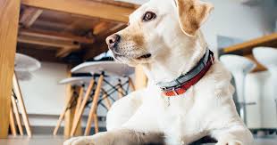 The good life for your pet. Pet Friendly Apartments In Fort Myers Area Gulf Coast Humane Society