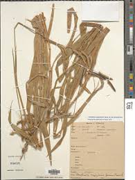 Image result for Urochloa eminii