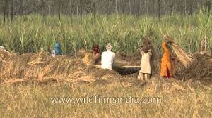 Threshing Of Paddy In The Fields Alongside The Road To Delhi From Meerut Youtube