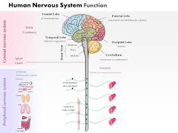 Brain, part 1 of the netter collection of medical illustrations: 0914 Human Nervous System Function Medical Images For Powerpoint Powerpoint Presentation Images Templates Ppt Slide Templates For Presentation