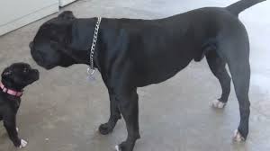 Maybe you would like to learn more about one of these? Miura Bulls Toro And Kenya Black American Bulldogs Youtube