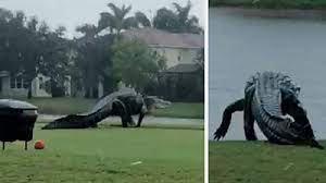 ⬇ download tattoo style illustration of a crocodile or alligator standing up viewed from side on isolated background. Is This Giant Alligator On A Florida Golf Course Real Bbc News