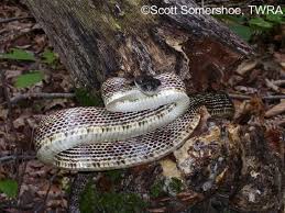 • a pair of puncture marks at the wound More Snake Sightings Than Usual In Middle Tennessee Wkrn News 2