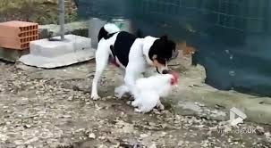 Cette eau devra être renouvelée. Ce Chien Est Tellement En Manque Qu Il Va S Amuser Avec Une Poule Wtf Video Dailymotion