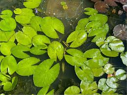 Image result for Nymphaea maculata