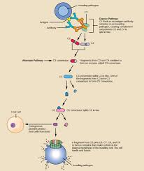 Image result for Complement Pathway