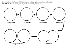 Sketch and label prophase of animal cell. Draw And Label The Phases Of Mitosis And The Chegg Com