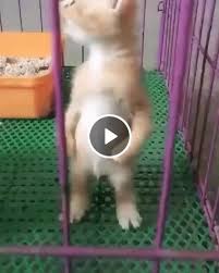 Gif Let Me Out Of The Cage Cute Baby Animals Funny Cats Funny Animal Memes