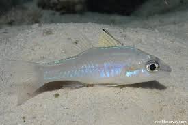 Image result for Enneapogon pretoriensis