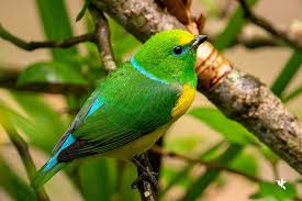 Image result for Cyanotis sp. aff. C. lapidosa