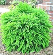 Maybe you would like to learn more about one of these? Evergreen Foundation Landscape Shrubs Zone 5 Zones 7 Full Sun To Part Shade Plants Eve Shrub Garden Shrubs Landscaping Plants Planting Flowers