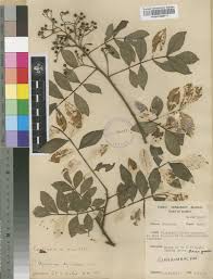 Image result for Harrisonia