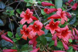 Image result for Bignonia capreolata