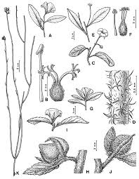 Image result for Turneraceae