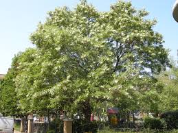 Image result for Robinia