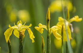 Fiori gialli con bulbi : Come Scegliere I Bulbi Estivi Blog Di Ital Agro