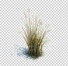 Tallgrass Prairie Ornamental Grass Grasses Lawn Ornamental Plant Png Background Size Footer Garden Grass Ornamental Grasses Tree Photoshop Grass Photoshop