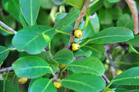 Image result for Ficus craterostoma