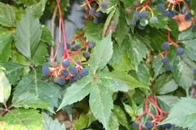The difference is that the virginia creeper, unlike the grape, has palmately (spread out like fingers from the palm of your hand). Grapes Or Virginia Creeper Home Family