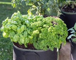 Check spelling or type a new query. Planting Herbs Together Which Herbs To Grow Together Mistakes To Avoid Together Time Family