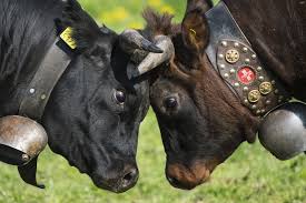 Image result for Goat Horns.