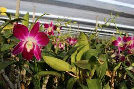 Pin On Orchids Farm Nature And Tropical
