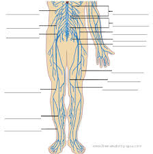 The lower limbs are specialized for transmission of body weight and locomotion. Free Anatomy Quiz The Nervous System Lower Body Image