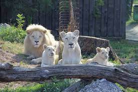 What is zoo hodonín up to? Dve Bila Lvicata Pomohla V Hodoninske Zoo Prekonat Navstevnicky Rekord Jihomoravsky Kraj