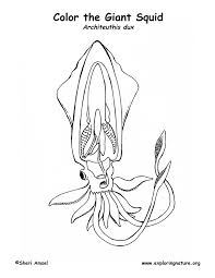 Check out our squid coloring page selection for the very best in unique or custom, handmade well you're in luck, because here they come. Squid Coloring Page