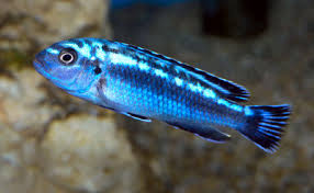 Electric Blue Johanni Melanochromis Johannii Johanni