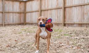 Lakeland veterinary hospital welcomes you to our website! Lakeland Doggie Daycare The Pet Hospitals