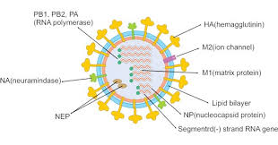 Image result for Influenza
