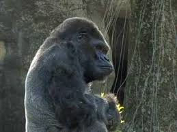 The story was based on the real life of a gorilla who was stolen by poachers from Rest In Peace Ivan