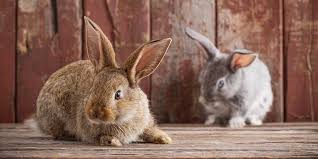 If so, watch this video to learn all about your pet bunnies behavior and why they do the things they do! Vet Q A Should I Keep My Rabbits Inside Or Outside Pdsa