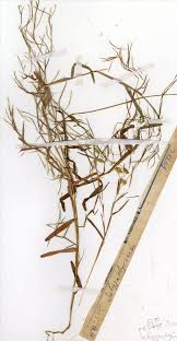 Image result for Schizachyrium brevifolium