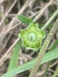 Image result for Malva neglecta