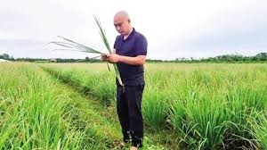 Nông dân Vĩnh Long trồng thứ cây tốt um, thu hoạch đến đâu khách ...