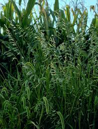 Image result for Eriochloa