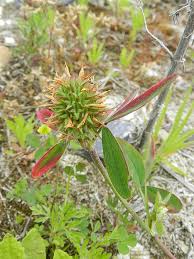 Image result for Trifolium squarrosum