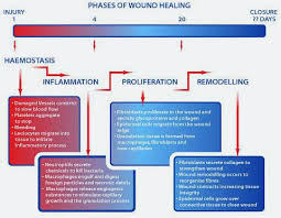 Wound Healing Our Body Works So Magically Wound Healing Healing Healing Process
